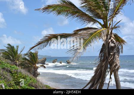 Vue imprenable sur la plage de Bathsheba à la Barbade. Banque D'Images