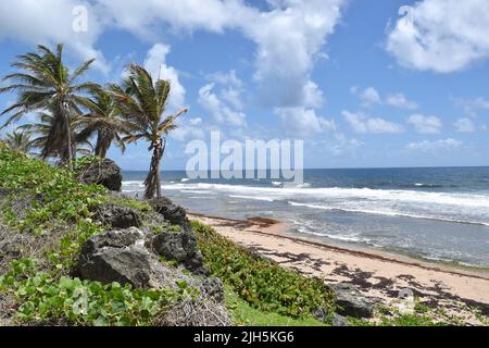 Vue imprenable sur la plage de Bathsheba à la Barbade. Banque D'Images