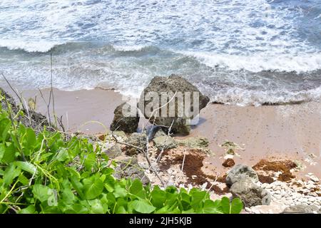 Vue imprenable sur la plage de Bathsheba à la Barbade. Banque D'Images