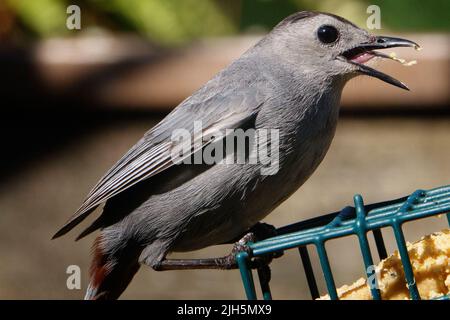 Un oiseau gris pleure sur le convoyeur à suet Banque D'Images