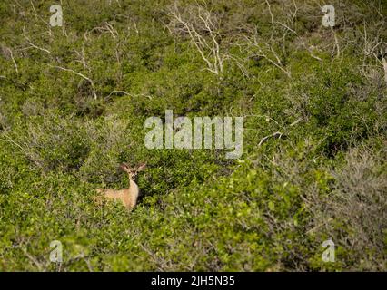 Deer donne sur les buissons le long de la piste de Prater Ridge dans le parc national de mesa Verde Banque D'Images