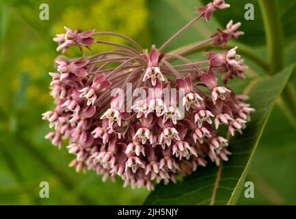 L'asclépias purpurascens (asclépias purpurascens) fleurit dans une prairie de l'Iowa. Banque D'Images