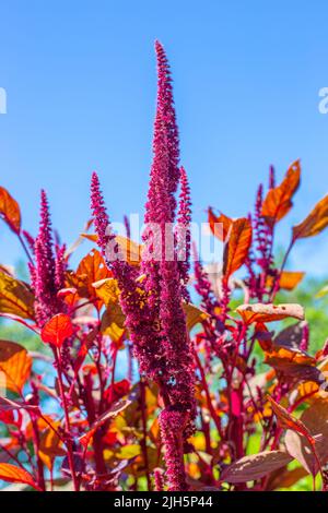 Belles fleurs bordeaux de couleur bleu-vert sur le ciel. Floraison d'été dans le jardin. Banque D'Images