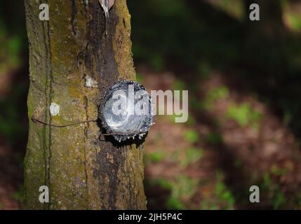 Pot vide ou bol pour latex de caoutchouc rempli sur l'arbre de caoutchouc à Plantation.cette photo a été prise du Bangladesh. Banque D'Images