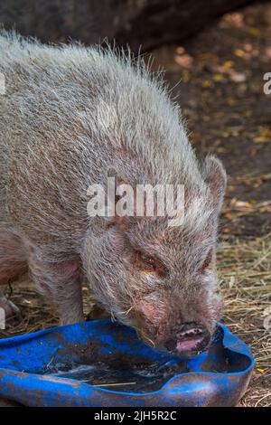 Cochon vietnamien à ventre de pot / cochon Lon I, race vietnamienne de cochon domestique miniature mangeant au zoo pour enfants / ferme pour enfants Banque D'Images