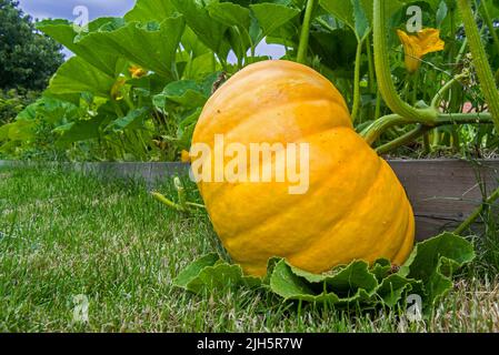 Citrouille cultivée (Cucurbita maxima) montrant des fruits comestibles et de grandes feuilles vertes dans le potager / le potager / l'allotissement en été Banque D'Images