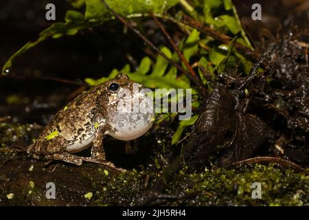 La grenouille grise du sud faisant partie d'un chœur de reproduction fort - Hyla chrysoscelis Banque D'Images