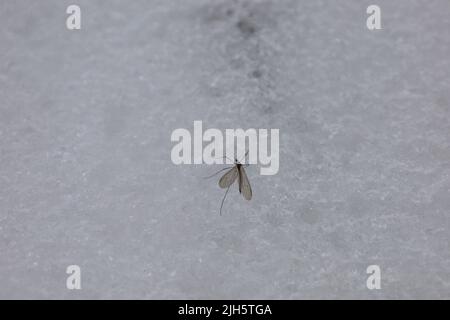 Moustiquaire dans la neige dans la forêt d'hiver Banque D'Images