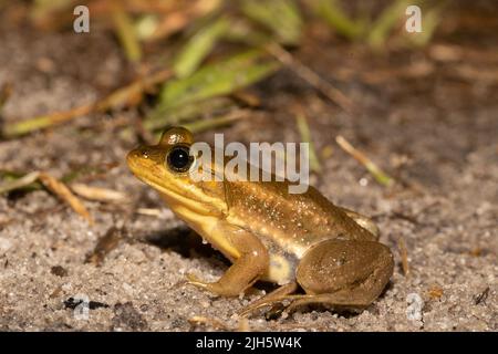 Grenouille charpentier de la côte de Caroline du Nord - Lithobates virgatipes Banque D'Images