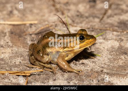 Grenouille charpentier de la côte de Caroline du Nord - Lithobates virgatipes Banque D'Images