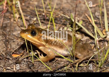 Grenouille charpentier de la côte de Caroline du Nord - Lithobates virgatipes Banque D'Images