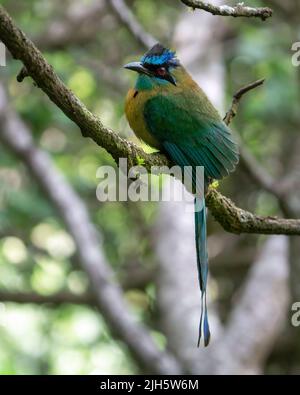 Motmot de leçon perché sur une branche à Monteverde, au Costa Rica Banque D'Images