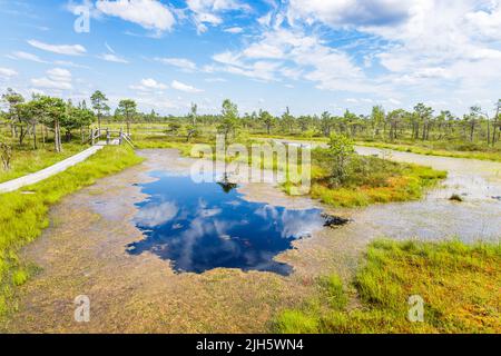 Bogs élevés et grandes éponges au marais Great Kemeri Bog en Lettonie Banque D'Images