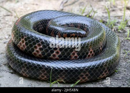 Serpent de boue de l'est - Farancia abacura Banque D'Images