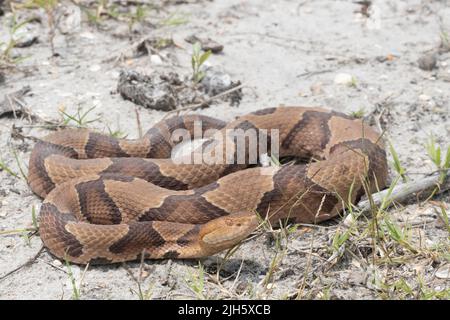 Serpent à tête copperhead de la côte de Caroline du Nord - Agkistrodon contortrix Banque D'Images