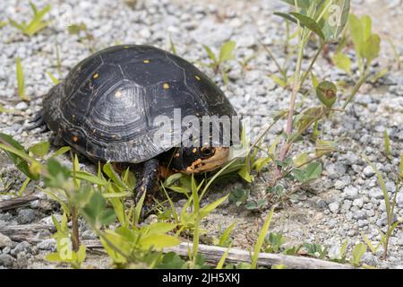 Tortue tachetée femelle à la recherche de nids - Clemmys guttata Banque D'Images