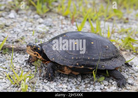 Tortue tachetée femelle à la recherche de nids - Clemmys guttata Banque D'Images