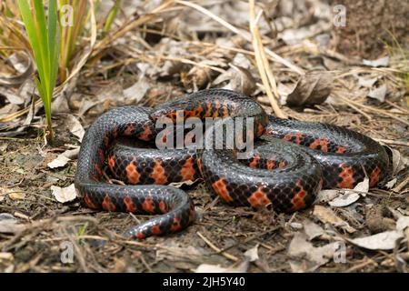 Serpent de boue de l'est - Farancia abacura Banque D'Images