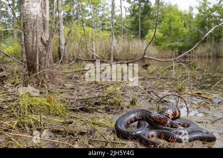 Serpent de boue de l'est - Farancia abacura Banque D'Images