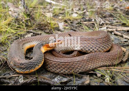 Serpent d'eau du ventre rouge - Nerodia erythrogaster Banque D'Images