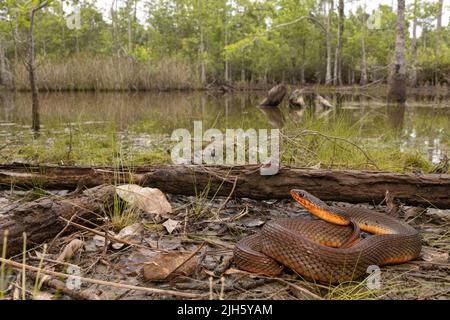 Serpent d'eau du ventre rouge - Nerodia erythrogaster Banque D'Images