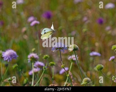 Grand papillon blanc Pieris brassicae en vol se nourrissant de fleurs scabious dans wild flower meadow Banque D'Images