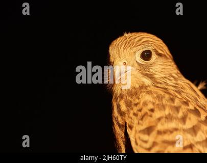 Vue rapprochée d'un faucon de Cooper, Accipiter cooperii, sur fond noir. Banque D'Images