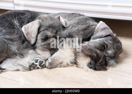 Deux petits chiots schnauzer miniatures dormant côte à côte sur le sol. Chiots schnauzer à barbe. Famille de chiens. Les chiens fatigués dorment. Banque D'Images