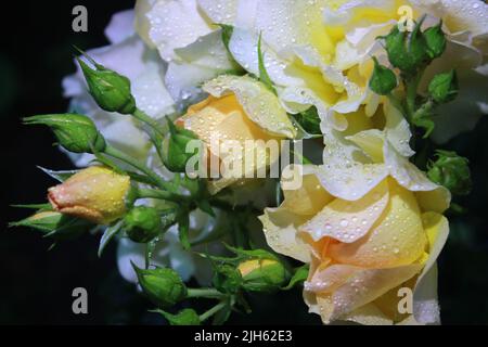 Rose en fleurs avec un bourgeon blanc-doré en pleine fleur. Paysage floral lumineux avec rose fraîche en fleurs. DES GOUTTES D'EAU DE ROSE Banque D'Images