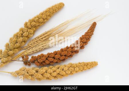 Deux tiges de blé, deux branches de millet jaune et une branche de millet rouge sur fond blanc Banque D'Images