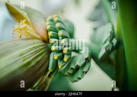 Plante de banane japonaise avec fruits dans jardin Banque D'Images