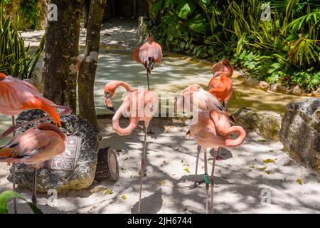 Flamants roses à l'ombre des arbres du parc, Playa del Carmen, Riviera Maya, Yu atan, Mexique. Banque D'Images