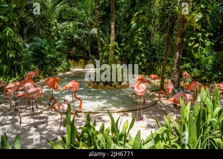 Flamants roses à l'ombre des arbres du parc, Playa del Carmen, Riviera Maya, Yu atan, Mexique. Banque D'Images