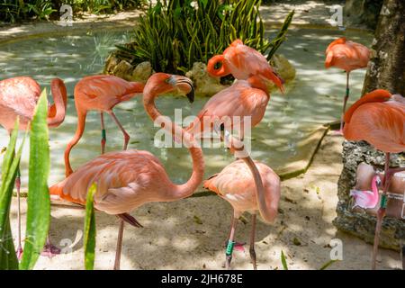 Flamants roses à l'ombre des arbres du parc, Playa del Carmen, Riviera Maya, Yu atan, Mexique. Banque D'Images