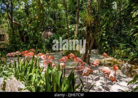 Flamants roses à l'ombre des arbres du parc, Playa del Carmen, Riviera Maya, Yu atan, Mexique. Banque D'Images