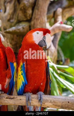 2 aras de scarlet Ara macao , perroquets rouges, jaunes et bleus assis sur la braque dans la forêt tropicale, Playa del Carmen, Riviera Maya, Yu atan, Mexique. Banque D'Images