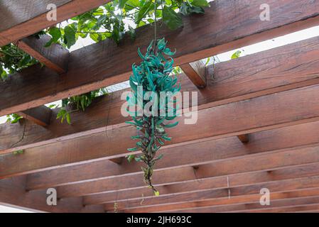 Strongylodon Macrobotrys, communément connu sous le nom de jade vigne: Plante de type vigne avec de belles grappes de fleurs accrochées d'une pergola en bois dans un ar de loisirs Banque D'Images