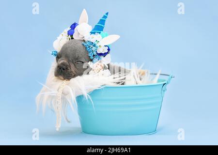 Chien Bulldog français bleu chiot avec arceau unicorn avec corne dormir dans le seau Banque D'Images