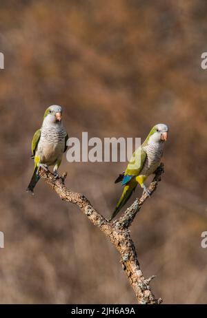 Monk parakeet, Myiopsitta monachus, dans le milieu forestier de Pampas, province de la Pampa, Patagonie, Argentine. Banque D'Images