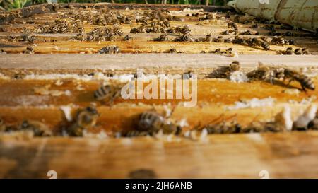 Les abeilles de travail. Les abeilles à l'intérieur de la ruche au travail. Une grande ruche d'abeilles travaille ensemble pour recueillir le miel dans le jardin. Banque D'Images