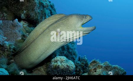 Portrait en gros plan de Moray avec bouche ouverte peeks hors de son lieu de cachette. Moray Eel à embouchure jaune (Gymnothorax nudivomer) Mer Rouge, Égypte Banque D'Images