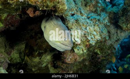 Portrait en gros plan de Moray sort de sa cachette. Moray Eel à embouchure jaune (Gymnothorax nudivomer) Mer Rouge, Égypte Banque D'Images