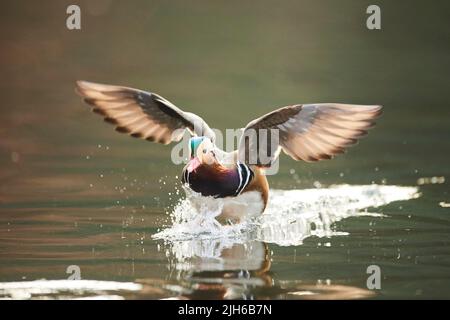 Canard mandarin (Aix galericulata) homme, volant, Bavière, Allemagne Banque D'Images