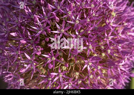 (Allium) fleur, gros plan, Bavière, Allemagne Banque D'Images