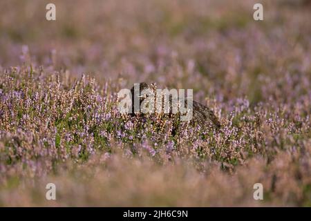 Tétras rouge (Lagopus lagopus scotica) oiseau femelle adulte se nourrissant sur une lande d'été en fleurs de plantes chinées, Yorkshire, Angleterre, Royaume-Uni Banque D'Images