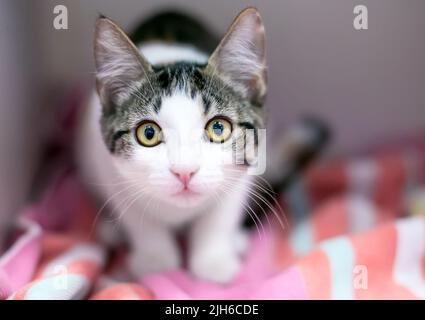 Un chaton court aux yeux larges regardant la caméra avec une expression surprise Banque D'Images