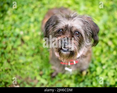 Un chien de race mixte et méfait qui regarde l'appareil photo Banque D'Images