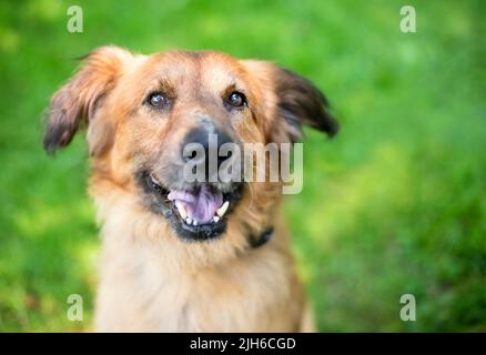 Un chien de race mixte de berger allemand qui regarde l'appareil photo Banque D'Images