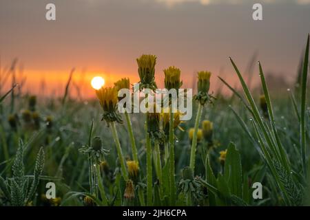 Photo macro d'une fleur de pissenlit avec des gouttes d'eau au lever du soleil dans la Forêt Noire, Allemagne Banque D'Images
