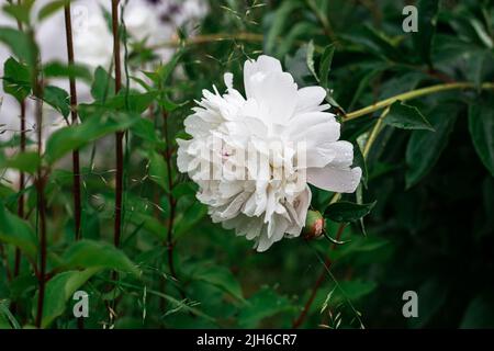 Pivoine blanche dans le jardin. Belle fleur blanche. Banque D'Images